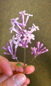 lilac