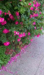rose 1