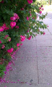 rose 3