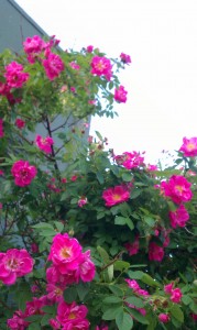 rose 7